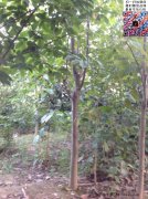 今年10公分白玉蘭價(jià)格是多少？