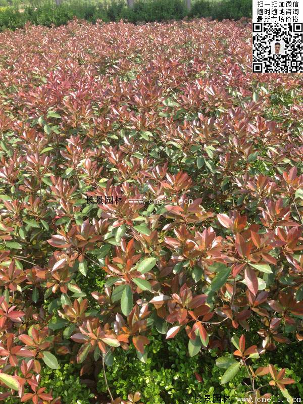 紅葉石楠--長景園林 紅葉石楠--長景園林