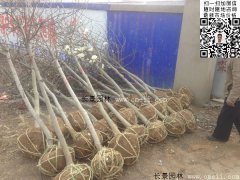 常用規(guī)格的白玉蘭樹多少錢？