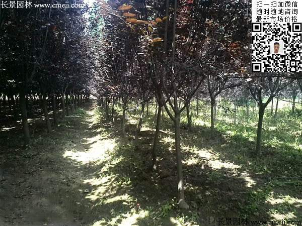 紫葉李 紫葉李