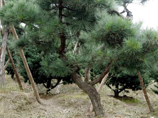 造型黑松樹(shù)哪里便宜？哪家的質(zhì)量好？