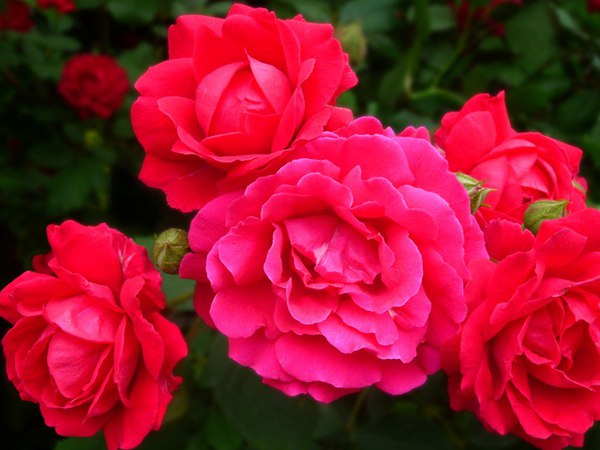 哪里有薔薇花苗賣(mài)？薔薇花苗批發(fā)