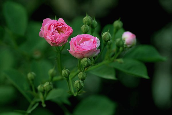哪里有薔薇花苗賣(mài)？薔薇花苗批發(fā)