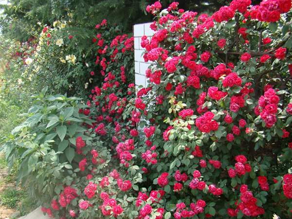 哪里有薔薇花苗賣(mài)？薔薇花苗批發(fā)
