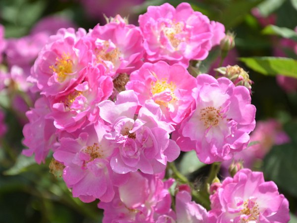 哪里有薔薇花苗賣(mài)？薔薇花苗批發(fā)