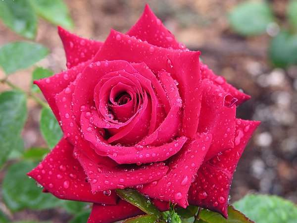 哪里有薔薇花苗賣(mài)？薔薇花苗批發(fā)
