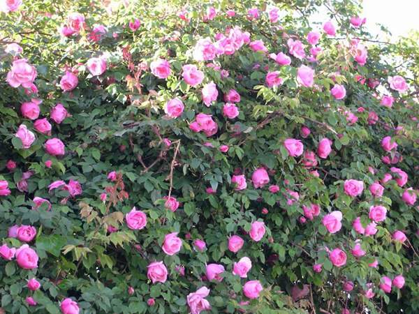 哪里有薔薇花苗賣(mài)？薔薇花苗批發(fā)