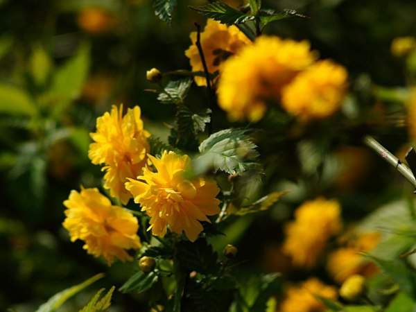 棣棠花的花語(yǔ)是什么?