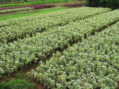 金邊黃楊小苗的價(jià)格是多少？