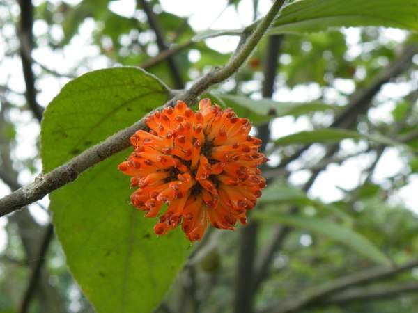 構(gòu)樹的果實(shí)能吃嗎？