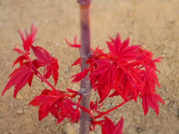 三季紅 三季紅