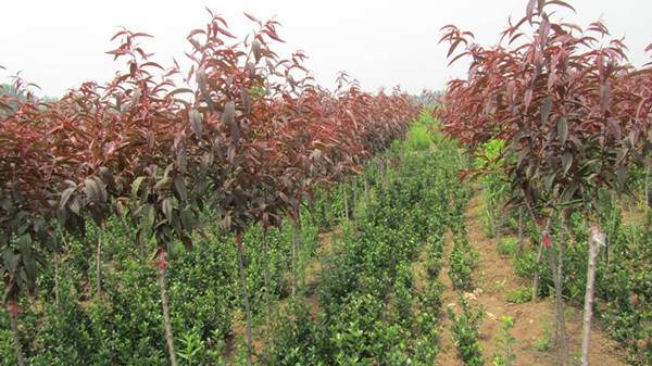 嫁接紅葉碧桃--長(zhǎng)景園林 嫁接紅葉碧桃--長(zhǎng)景園林
