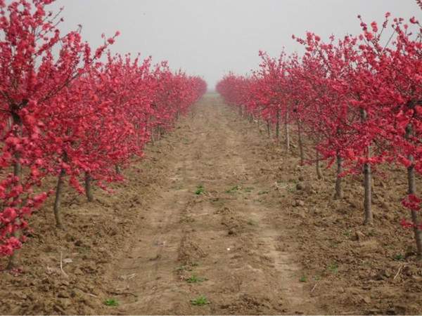 紅葉碧桃基地--長(zhǎng)景園林 紅葉碧桃基地--長(zhǎng)景園林