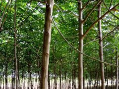 「視頻」13公分14公分15公分苦楝樹(shù)_裝車發(fā)貨現(xiàn)場(chǎng)