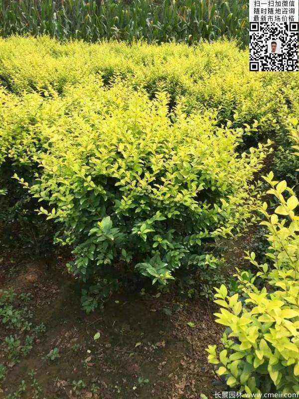 金葉女貞球--長景園林 金葉女貞球--長景園林