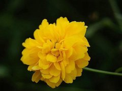 重瓣棣棠價格哪里便宜？產(chǎn)地在哪里？