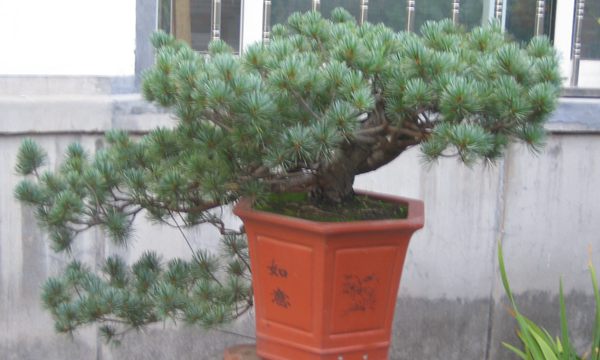 五針?biāo)稍煨?/> </p><p>
	五針?biāo)芍仓贻^矮，生長緩慢，葉短枝密，姿態(tài)高雅，樹形優(yōu)美，是制作盆景的上乘樹種，制作出的五針?biāo)傻脑煨颓ё税賾B(tài)，觀賞性非常好。</p>
      </div>



      
    </article>
  </main>

</div>
<footer id=