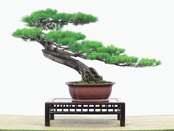有著百變造型之王的五針?biāo)墒窃鯓訜挸傻?/><br/></div><p><strong>(1)取、審材</strong><br/>我國引種栽培五針?biāo)?,由于結(jié)實少,且多發(fā)育不良,種粒<a href='http://atpem.cn/huahaijianshe/138890.html' target='_blank'>發(fā)芽率</a>低,故多采用嫁接法繁殖。<br/>盆栽五針?biāo)桑侵谱魑遽標(biāo)膳杈暗闹饕牧?。它的根爪,可否顯露,樁干有無彎度,哪些地方突出好看,都要仔細(xì)審視一番。通過審材,找出好觀賞面。五針?biāo)捎^賞價值高低,在于姿色的奇妙與否。通過審材,進(jìn)行藝術(shù)取舍,決定部分根、枝、干、針葉的去留。<br/><strong>(2)上盆</strong><br/>①選盆:五針?biāo)勺藨B(tài)清秀古雅、翠葉蔥籠,宜用外型古雅,色澤深沉的紫砂陶盆。懸崖式用中深圓形盆或正方盆;斜干式、直干式則用長方形盆或橢圓盆;曲干式用稍深的馬槽盆;合栽式用較淺長方形盆,其大小可視樹形而選定。<br/>②用土:栽植五針?biāo)傻呐柰烈擞觅|(zhì)地疏松、肥沃的微酸性土,按輕壤60%,砂土3o%a與腐殖土to%的比例以及腐熟餅肥1份混合使用,PH值5-6最宜。<br/>③栽植:五針?biāo)缮吓柙灾惨源杭拘氯~吐芽前3月左右最好,也可在秋季新枝成長后8月中旬至9月進(jìn)行。上盆前修剪傷根、爛根,剪短粗根,在剪口上涂蠟,以防松脂外流。栽時盆土要稍干,盆底墊一層碎瓦片及粗砂之類,以利排水透氣。<br/>④造型與布局:五針?biāo)芍l自然形成層片,層次分明,線條清晰;生長緩慢,枝干上無不定芽萌發(fā),因此不耐修剪。粗枝不易屈曲,蟠扎造型必須從幼齡樹開始,五針?biāo)稍煨蛻?yīng)以吊扎為主,結(jié)合修剪,作為基本方法。<br/>制作五針?biāo)膳杈?,和其它?盆栽五針?biāo)?,是制作五針?biāo)膳杈暗闹饕牧稀K母?,可否顯露,樁干有無彎度,哪些地方突出好看,都要仔細(xì)審視一番。通過審材,找出好觀賞面。五針?biāo)捎^賞價值高低,在于姿色的奇妙與否。通過審材,進(jìn)行藝術(shù)取舍,決定部分根、枝、干、針葉的去留。<br/><br/><strong>制作五針?biāo)膳杈?,和其它盆景一樣,要注重盆面的布局,要講究自然,給人以舒適的美感。</strong><br/>盆面布局,應(yīng)有疏有密,或“疏能走馬”,或“密不通風(fēng)”。要突出主體,在一盆中,合栽幾株五針?biāo)?,要突出主體,其余則為烘托與陪襯。<br/>盆面布局,要講究層次,這在盆中表現(xiàn)為粗細(xì)、大小的對比。細(xì)到一枝一根上下功夫,使之形象生動,景中有景。樹樁的枝干、針片,各占盆面多少位置,樹、石、亭、橋、屋宇、人物小品等配件的大小,要精心安排,恰到好處,突出盆景主題。總之充分運用藝術(shù)造型和造景手法以提高盆景的整體藝術(shù)美。<br/><br/></p><div align=