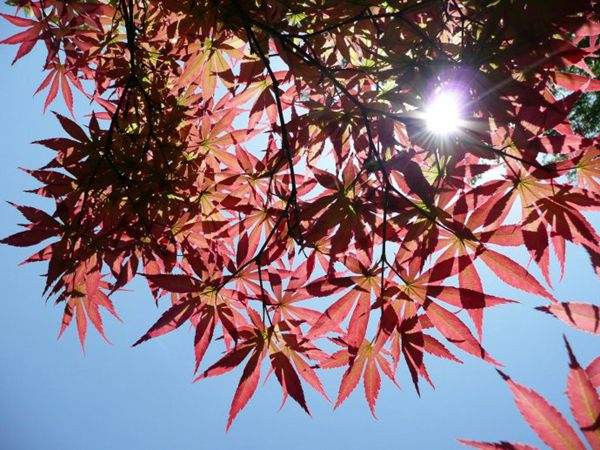 彩葉樹(shù)種的皇家貴族--紅楓樹(shù)