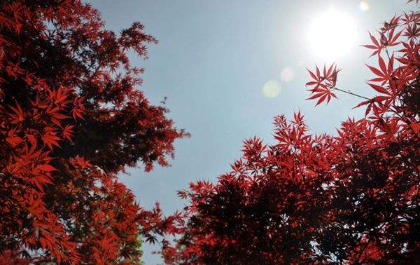 紅楓的三大用途，你知道哪個(gè)？！