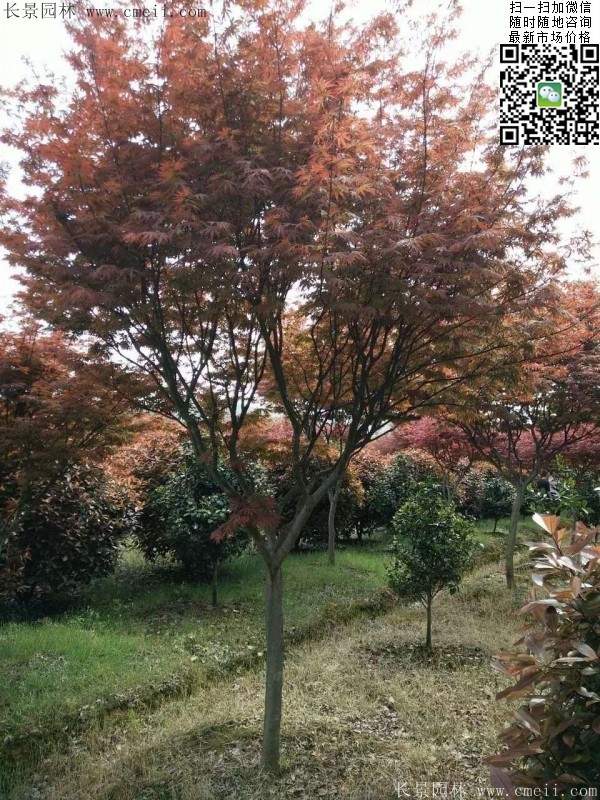 中國紅楓 中國紅楓