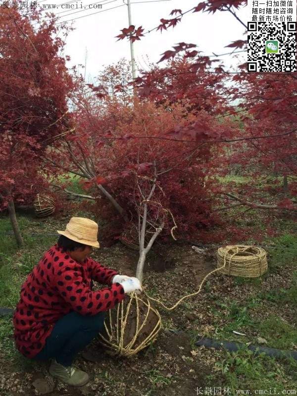 紅楓樹 紅楓樹