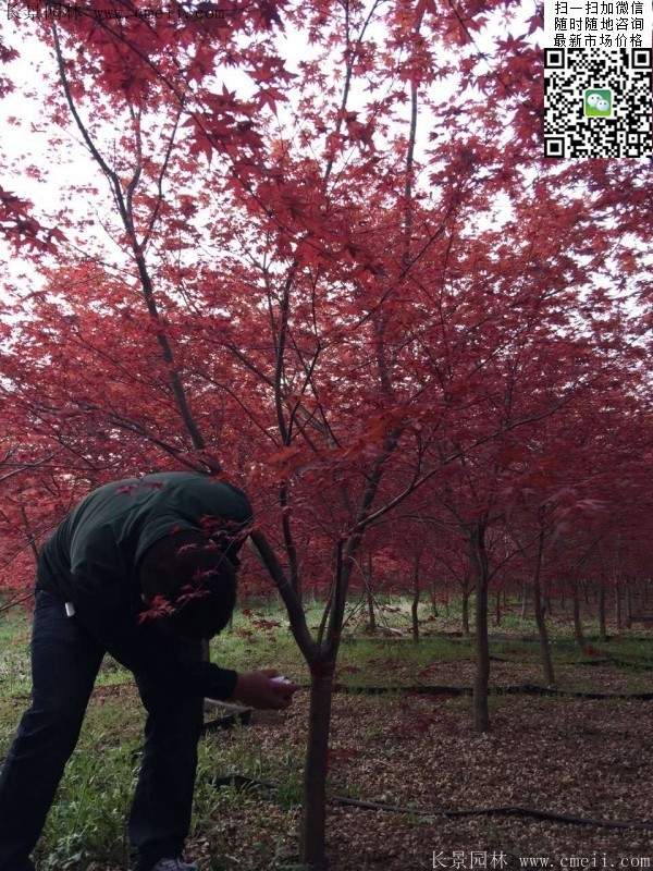 紅楓樹 紅楓樹