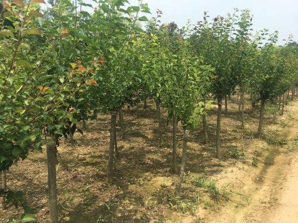 高端、大氣、上檔次的紅梅