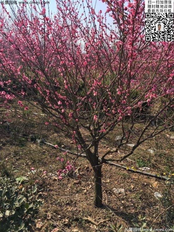 高端、大氣、上檔次的紅梅