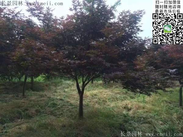 1.2、1.5、1.8米的紅楓樹(shù)
