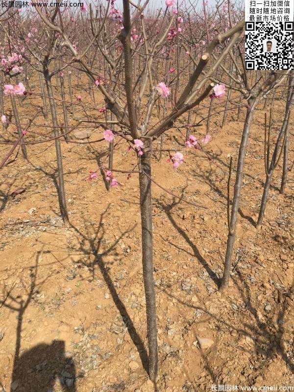 紅梅 紅梅