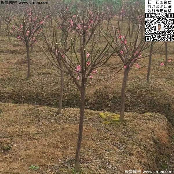 紅梅 紅梅
