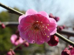 聽說“日本櫻花”和“紅梅”還是近親呢，你知