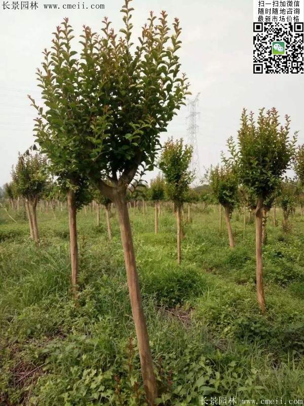紫薇樹(shù)