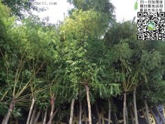 求購5、6、7、8公分的精品黃金槐，還是到沭陽，