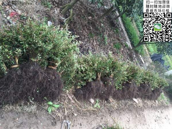 火棘--長(zhǎng)景園林 火棘--長(zhǎng)景園林