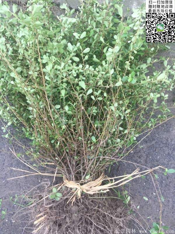 火棘--長(zhǎng)景園林 火棘--長(zhǎng)景園林
