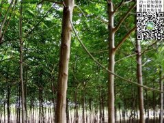 2020下半年最新苦楝樹(shù)苗價(jià)格多少錢一棵？