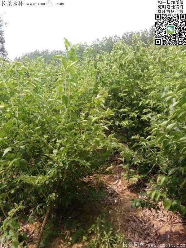 金銀木只要看一眼就迷上了，不信你就看看