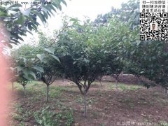 2016下半年最新最全櫻花樹苗價(jià)格已出，請(qǐng)更新