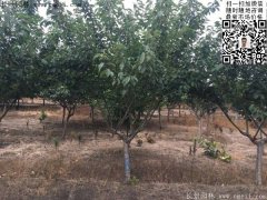 今年的櫻花樹苗多少錢一棵？