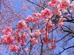 櫻花的花語是什么，有什么寓意？
