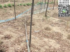 你還在為買櫸樹四處奔波嗎？那你就out了，告訴
