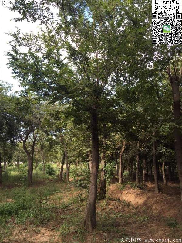 櫸樹 櫸樹