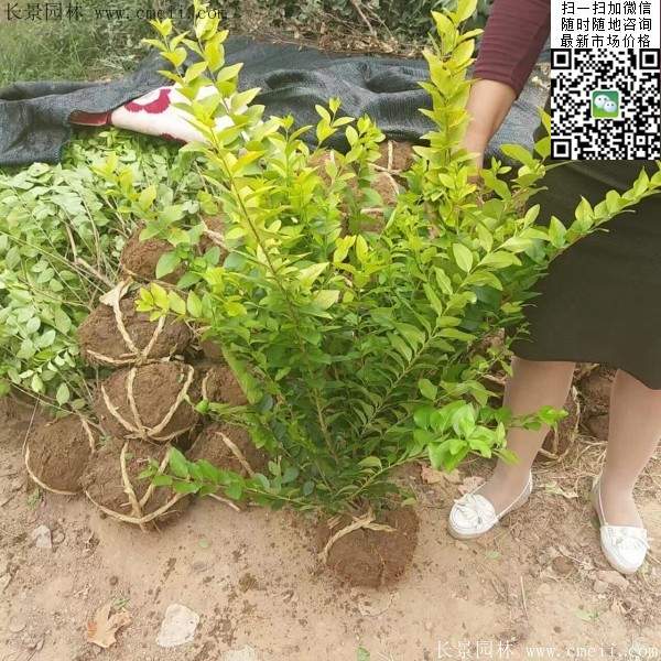 金葉女貞毛球--長景園林 金葉女貞毛球--長景園林