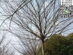 櫸樹的綠衣雖好看，但是變成光桿司令的“它”