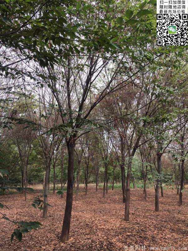 沭陽(yáng)櫸樹(shù) 沭陽(yáng)櫸樹(shù)
