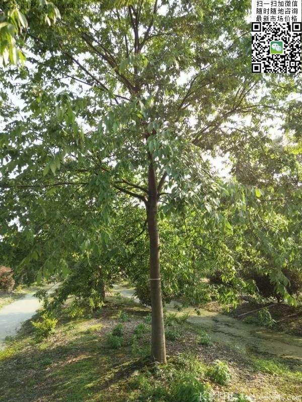 櫸樹 櫸樹