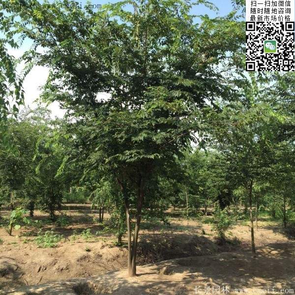 三棵櫸樹的故事 三棵櫸樹的故事