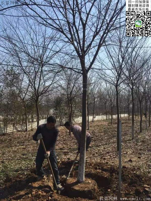 櫸樹(shù)大樹(shù)移栽 櫸樹(shù)大樹(shù)移栽